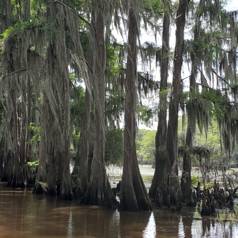 Caddo Lake